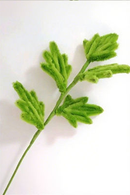 Chrysanthemum Leaves